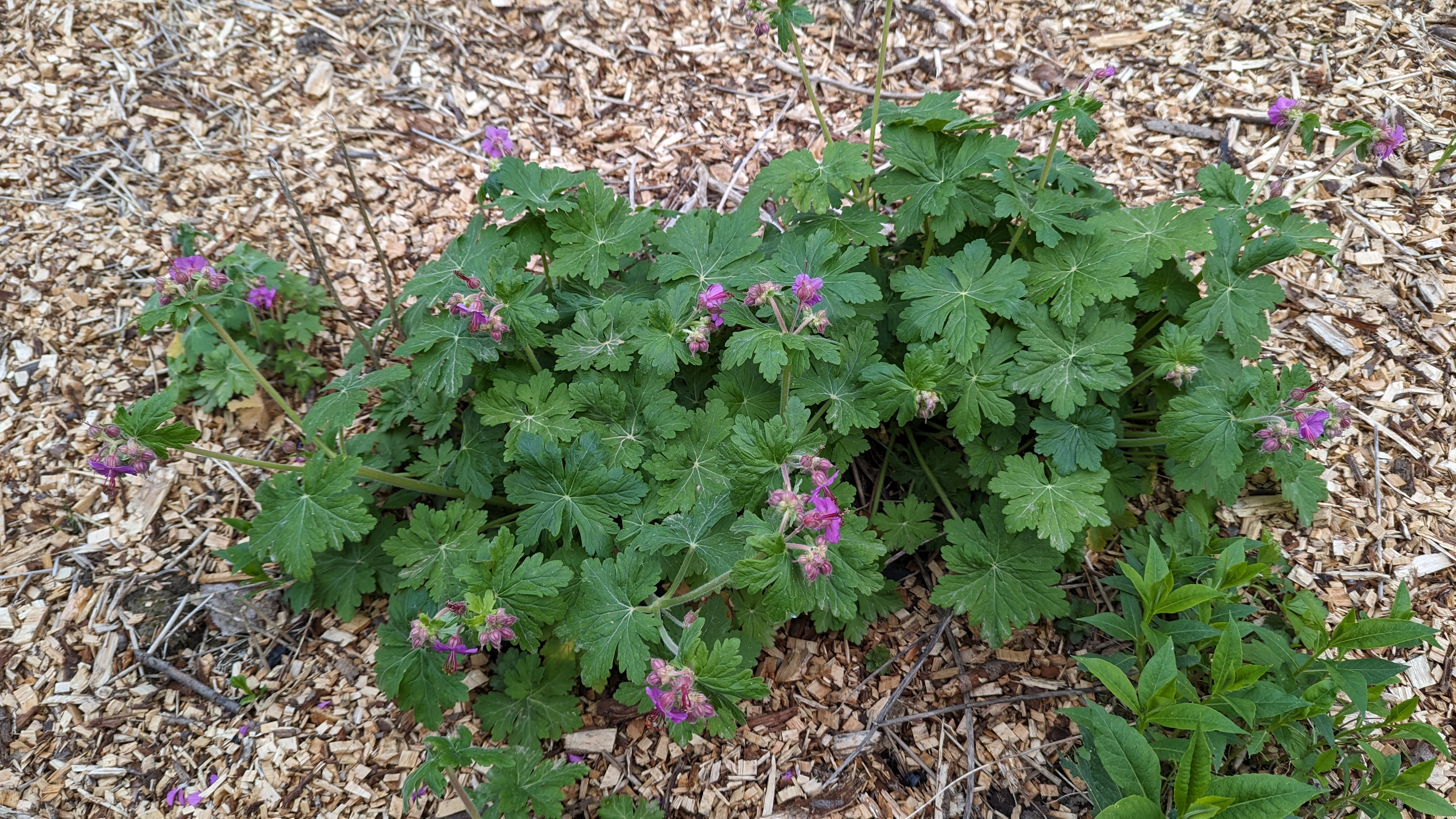 Blüten der Sterndolde